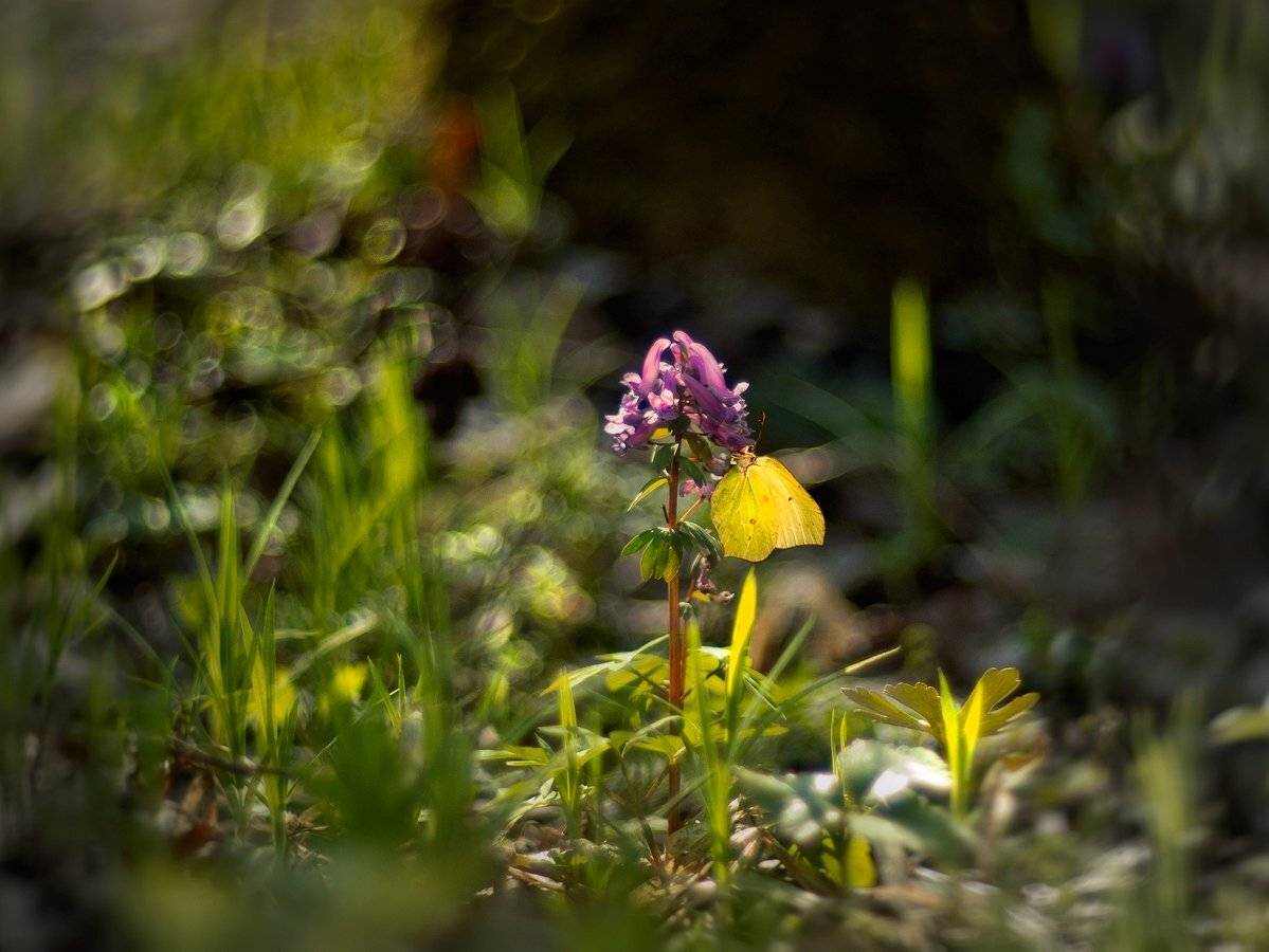 , Марина Брыдня