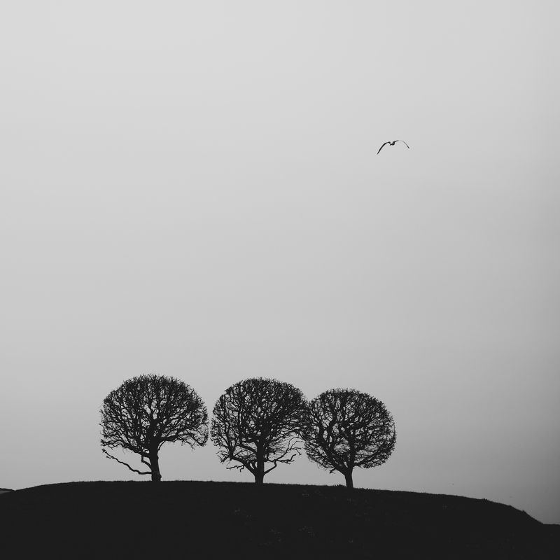 Деревья, Петергоф, Питер *** фото превью