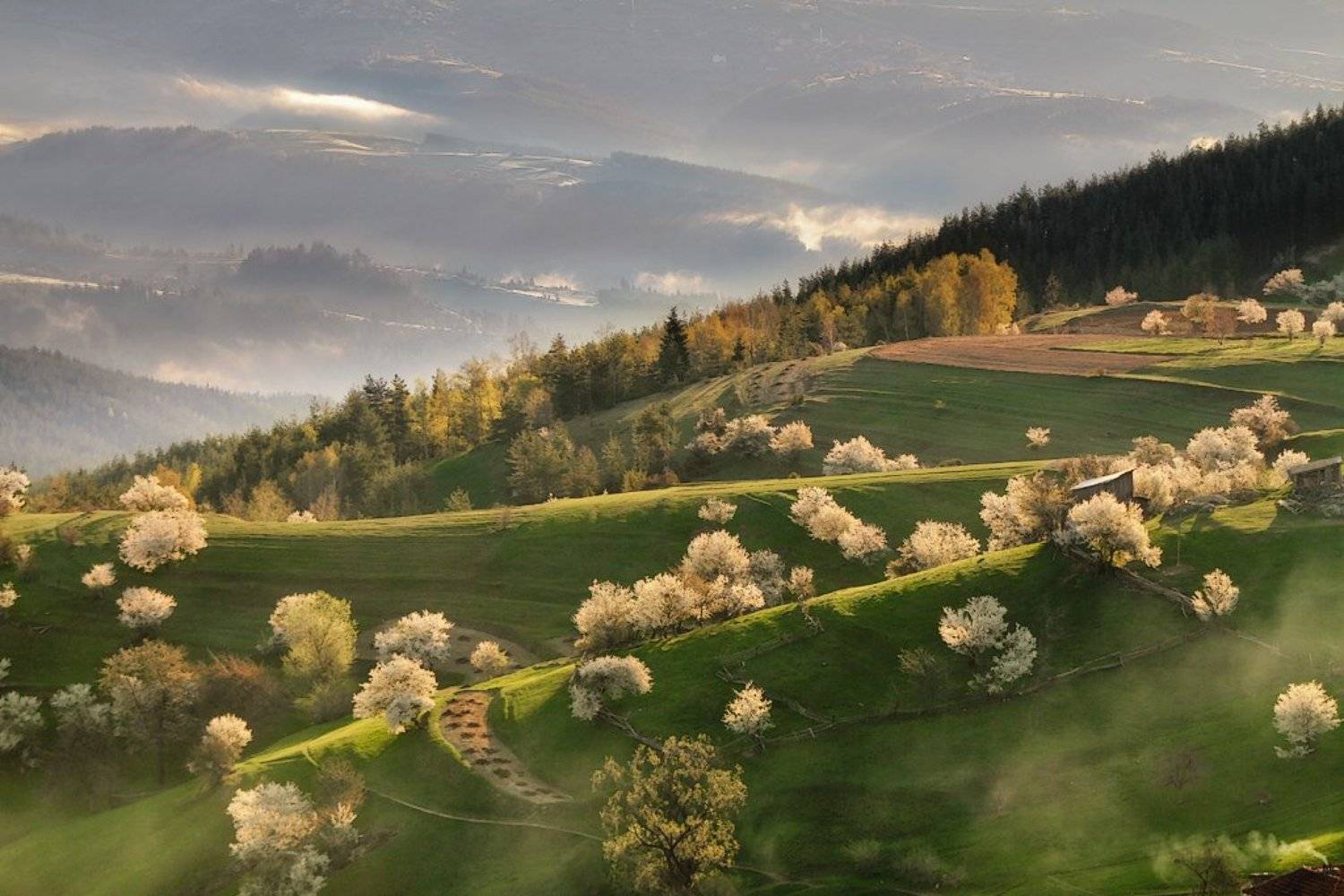 българия, гора, родопы, утро, Ирина Костова