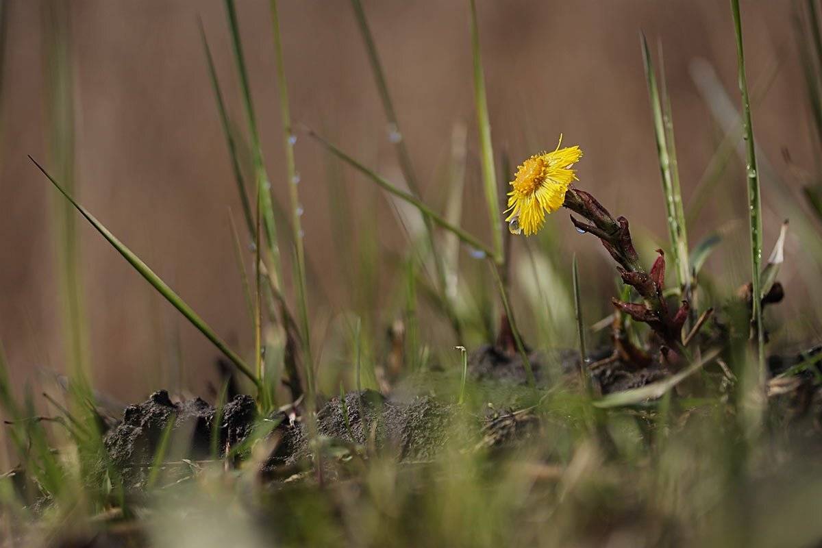 , Роман Рысь