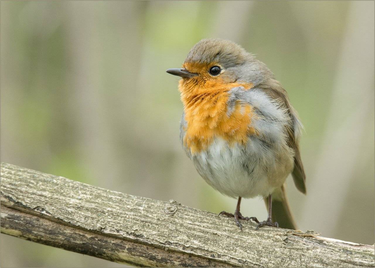 , Валерий Субачев