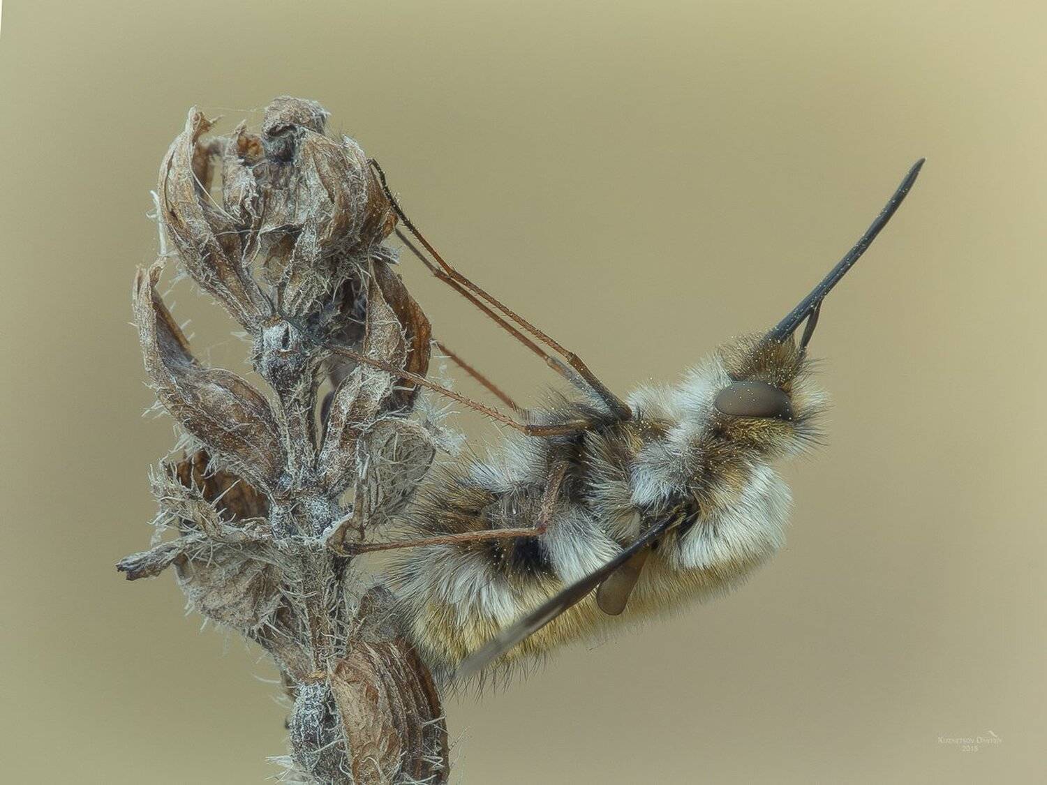 , Кузнецов Дмитрий