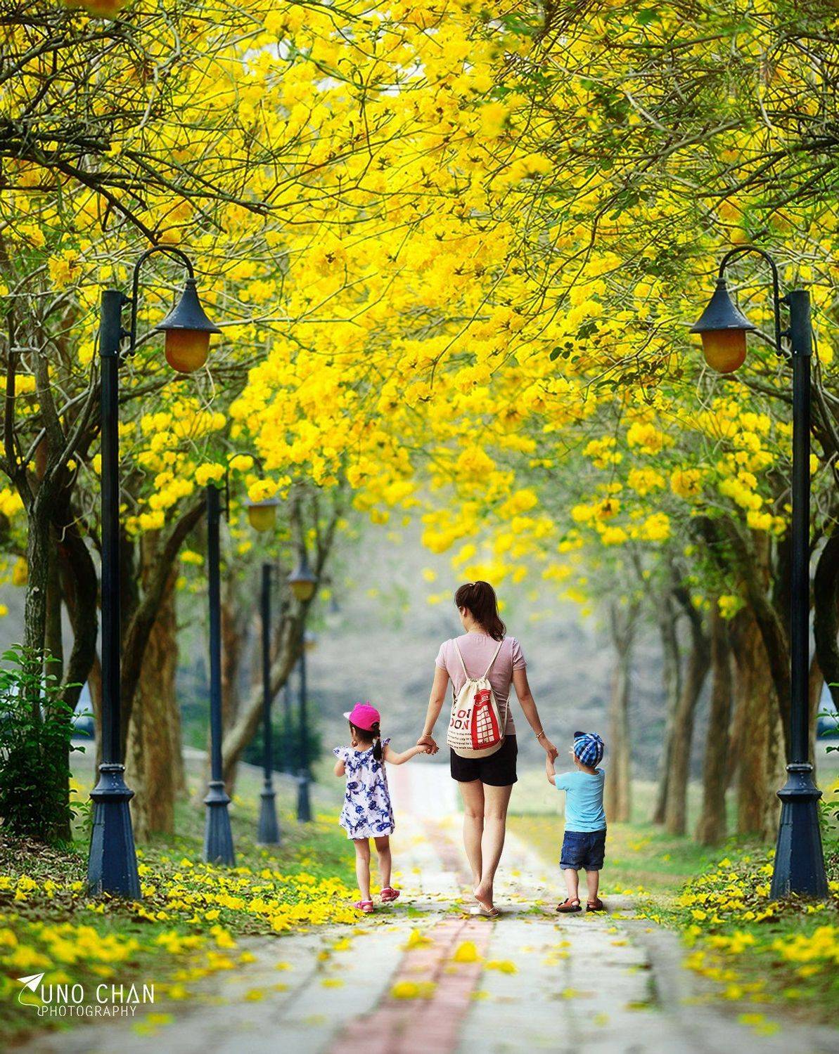 Beauty flower, Hanoi, Unochan, Vietnam, Vuonghongchan, Yellow, unochan
