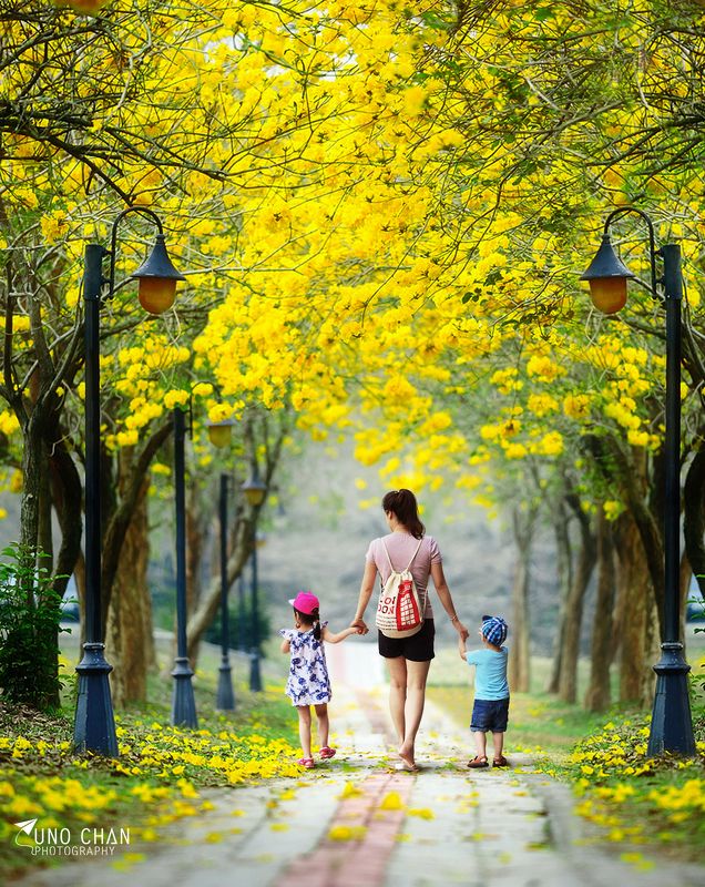 Beauty flower, Hanoi, Unochan, Vietnam, Vuonghongchan, Yellow moom, the world so beauty! фото превью