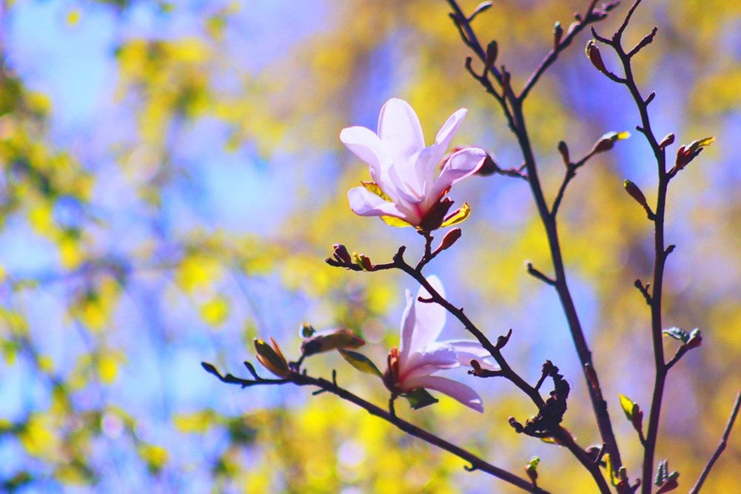 Магнолия, Princess Bubblegum