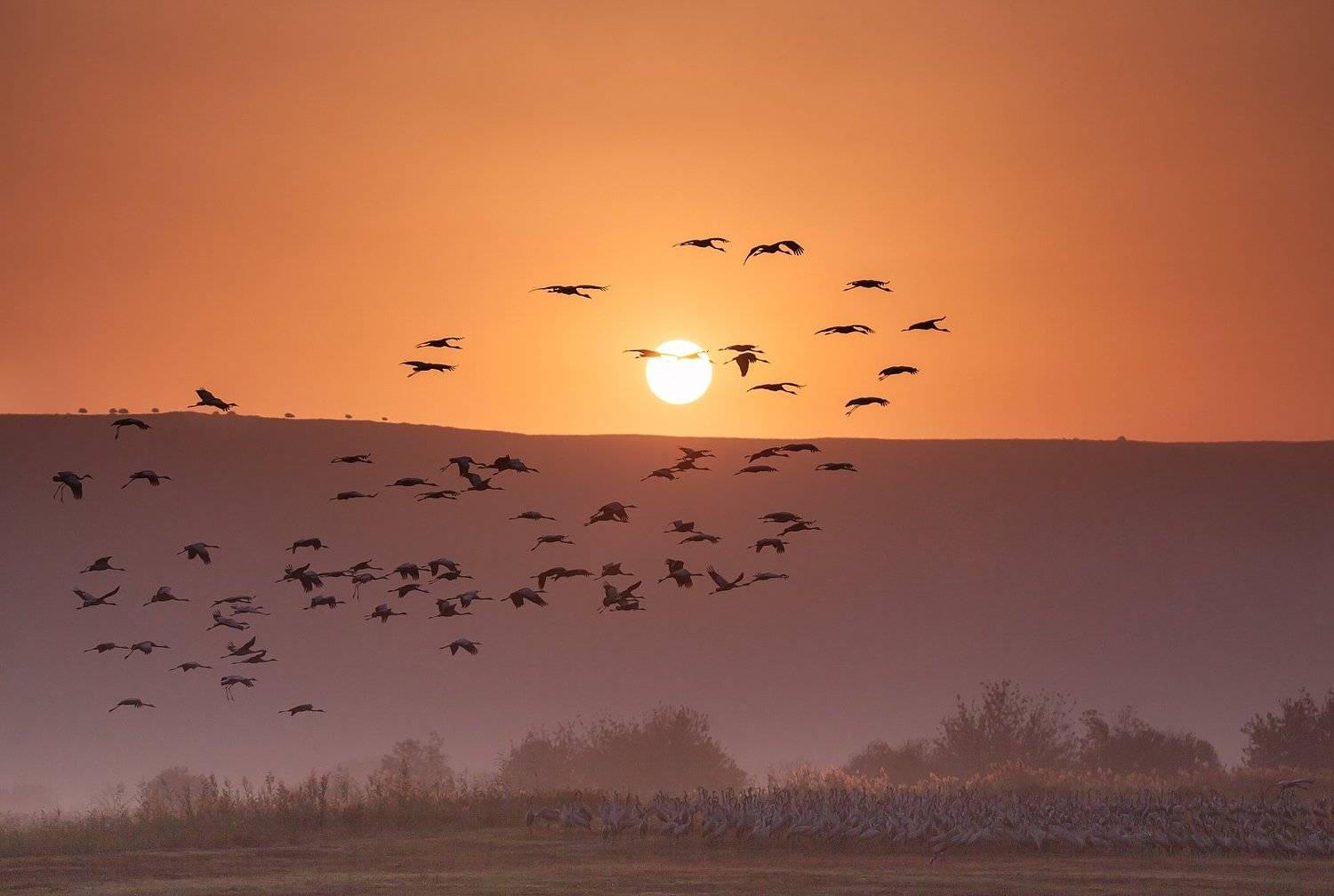 Восход, Журавли, Заповедник, Природа, Птицы, Рассвет, Серые журавли, Солнце, Туман, Утро, Наталья Рублина
