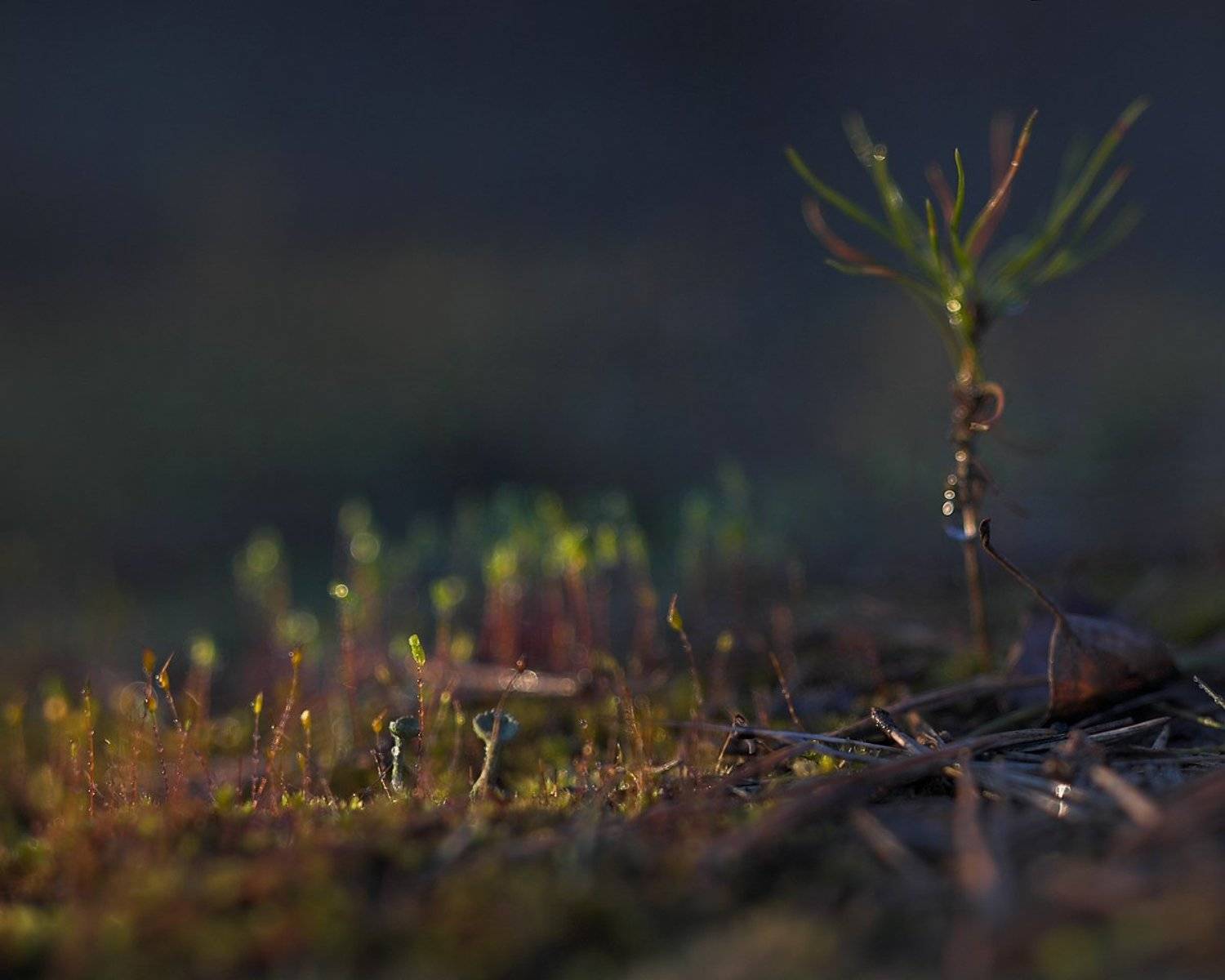 Боке, Болото, Вечер, Дождь, Закат, Капли, Кукушкин лен, Лес, Макро, Макропейзаж, Мох, Солнце, zapravka2