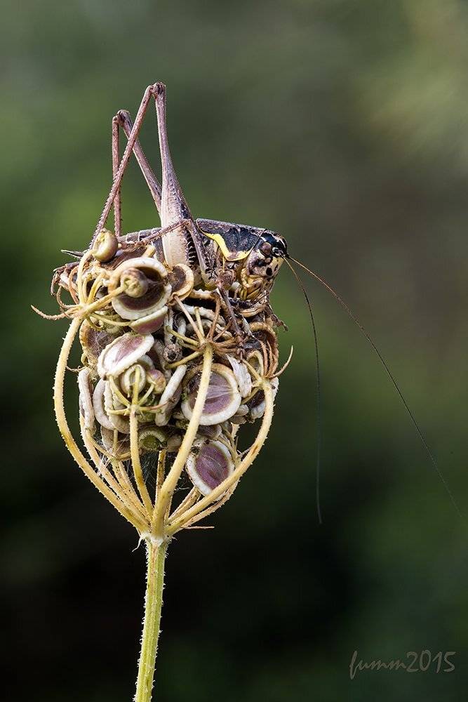 , Игорь ФУММ