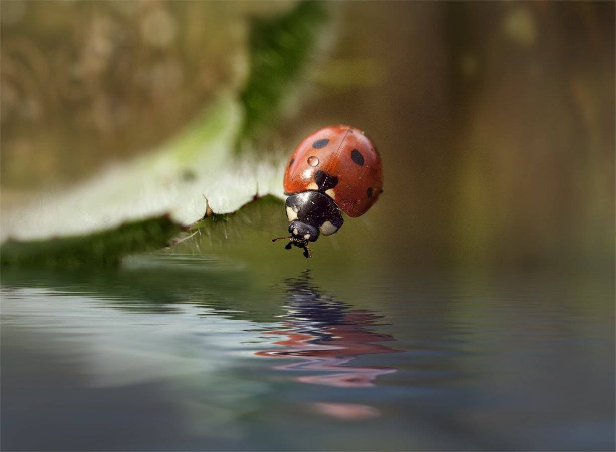 , Марина Брыдня