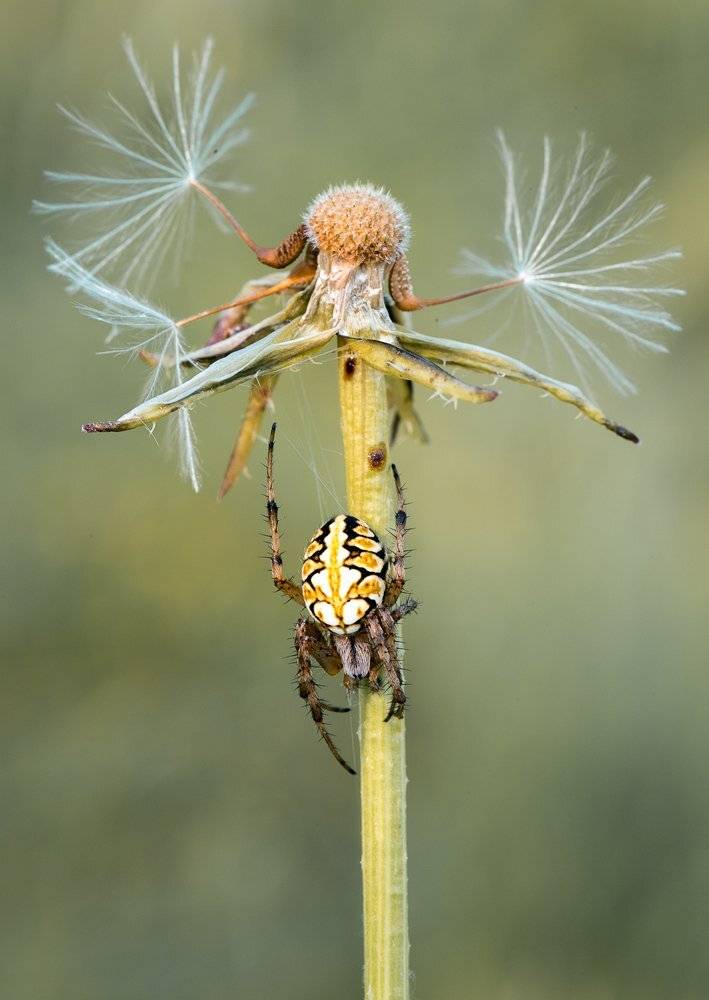 , Наум Пятов