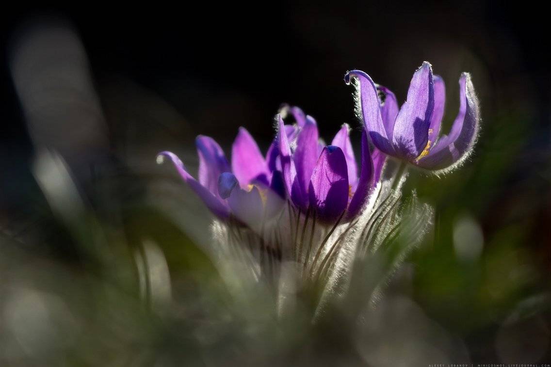 Прострел, Сон-трава, Алексей Лобанов