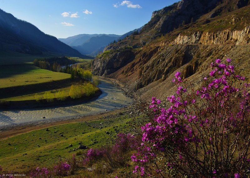 Алтай, Багульник, Маральник, Рододендрон Первомайский маральник фото превью