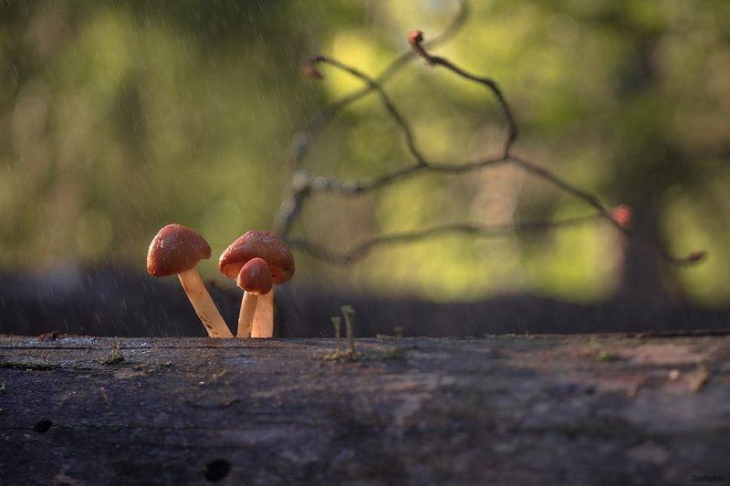 Весна, Грибы, Макро, Мох Весенние.. фото превью
