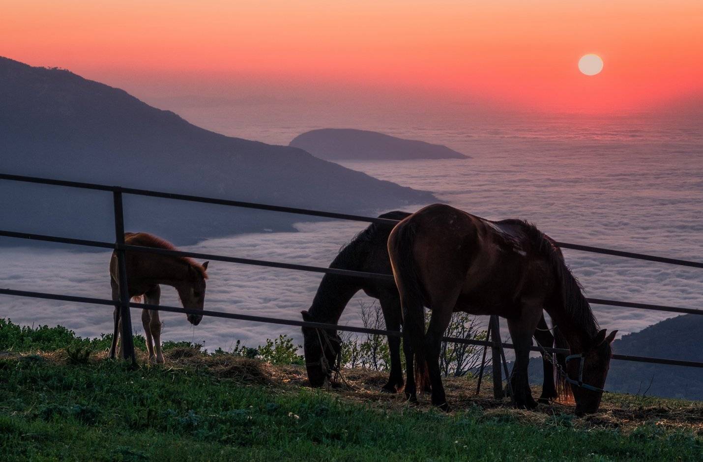 , Игорь Мелекесцев