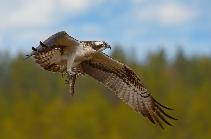 скопа и рыба летают фото превью