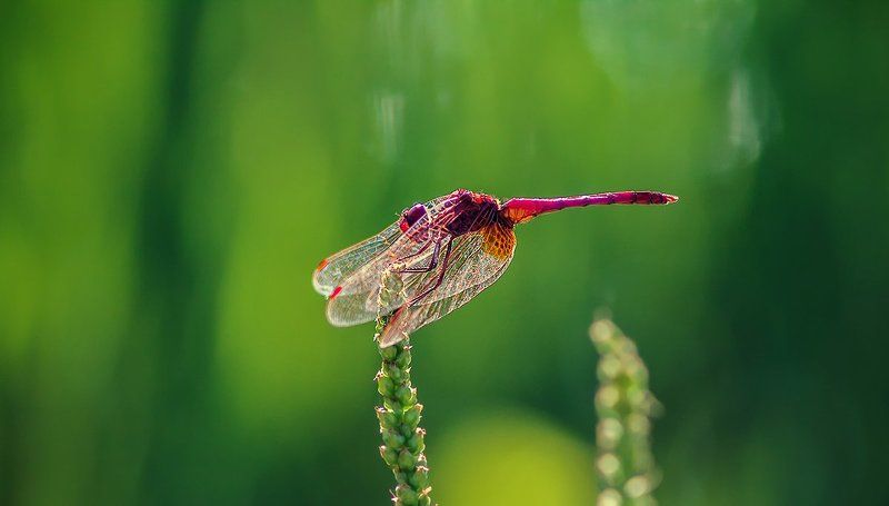 Тренд сезона: красный цвет. фото превью
