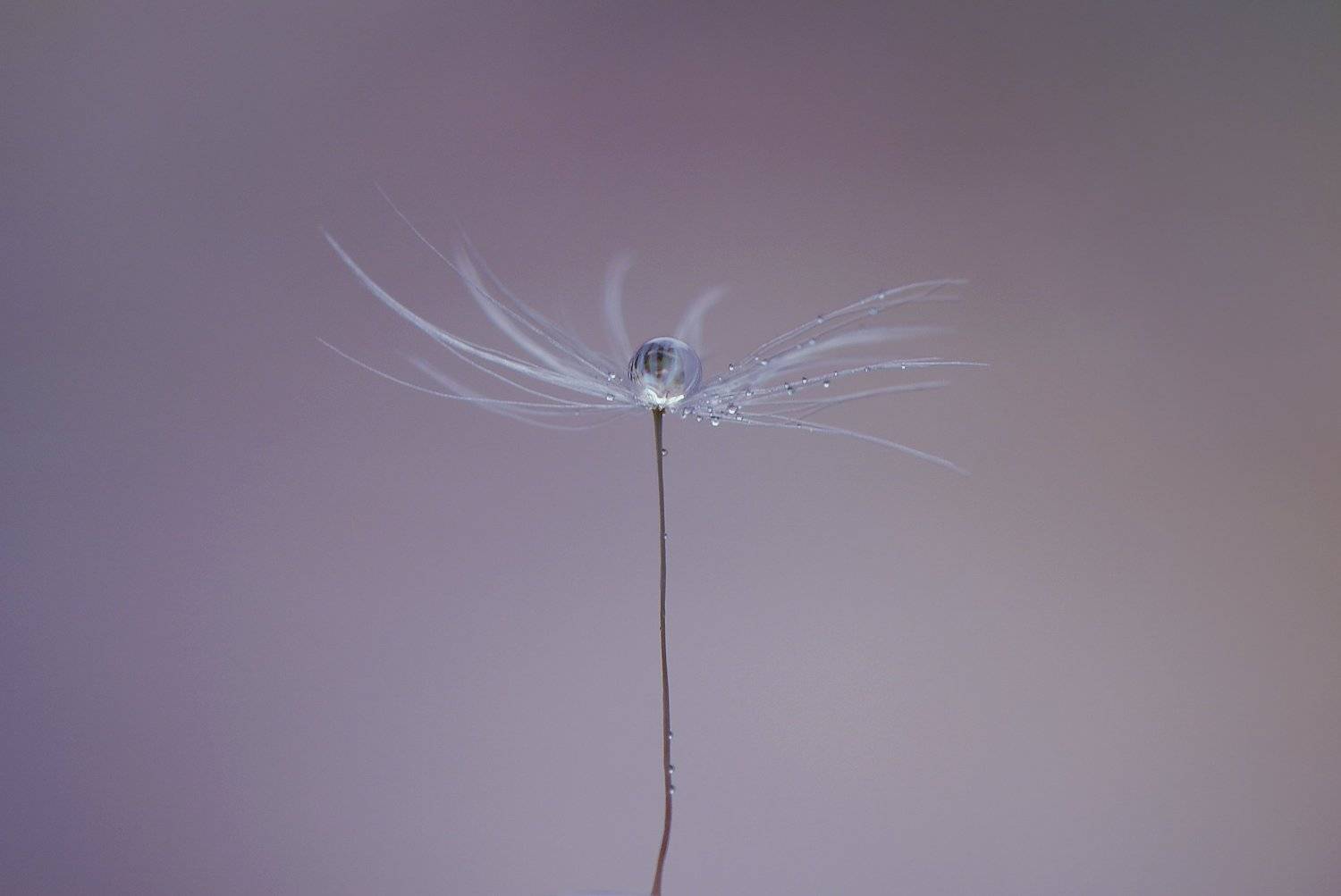macro,nature,drop, Ercan Yurt