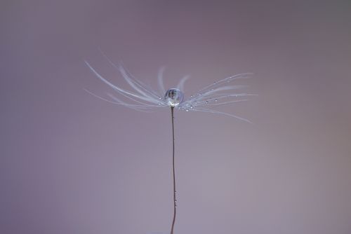 drop