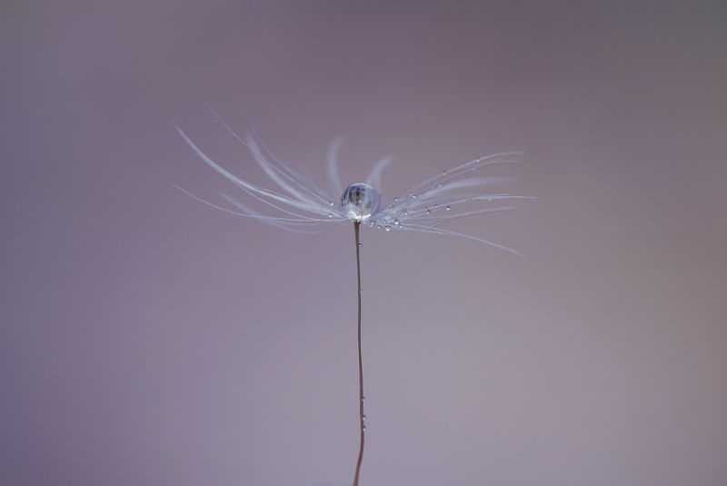 macro,nature,drop drop фото превью