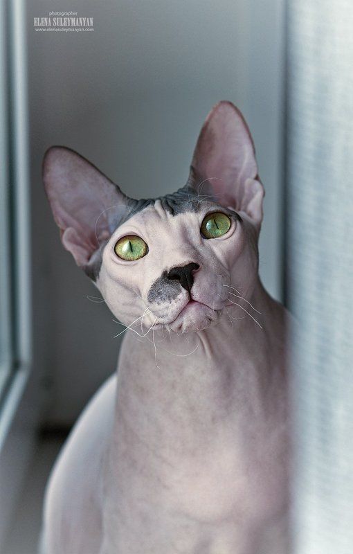 На окне... фото превью