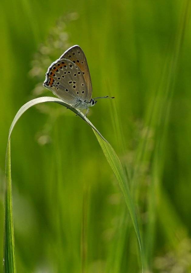 , Чепленко Алексей