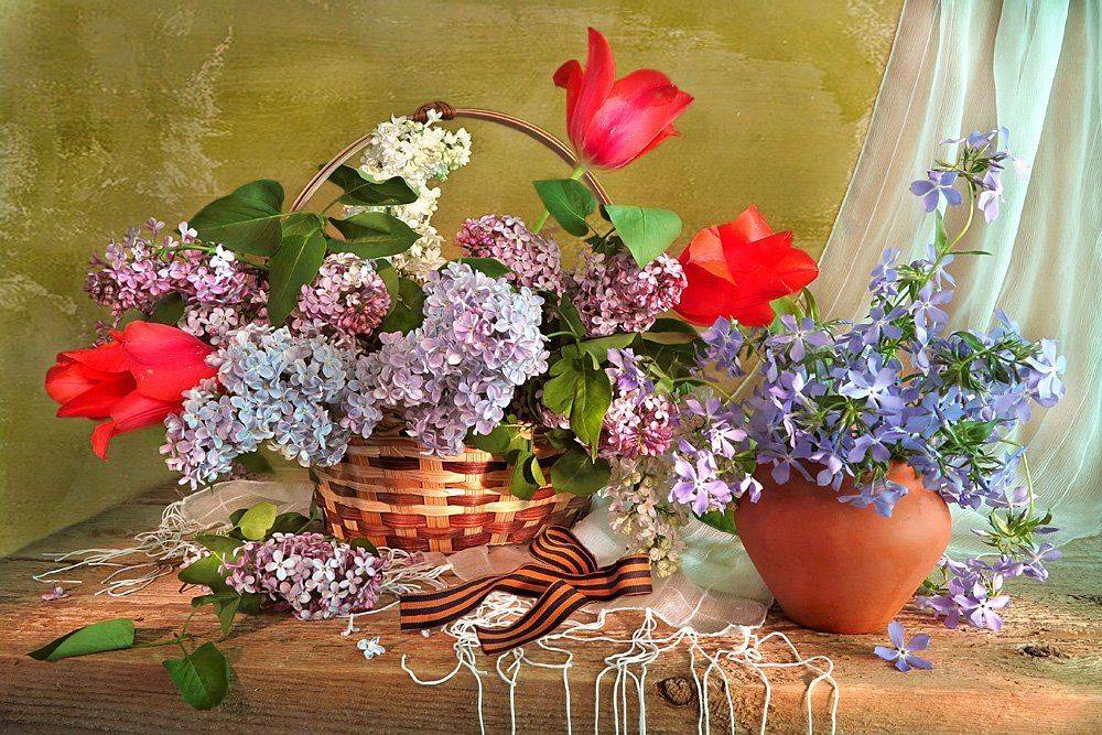 , Алла Шевченко