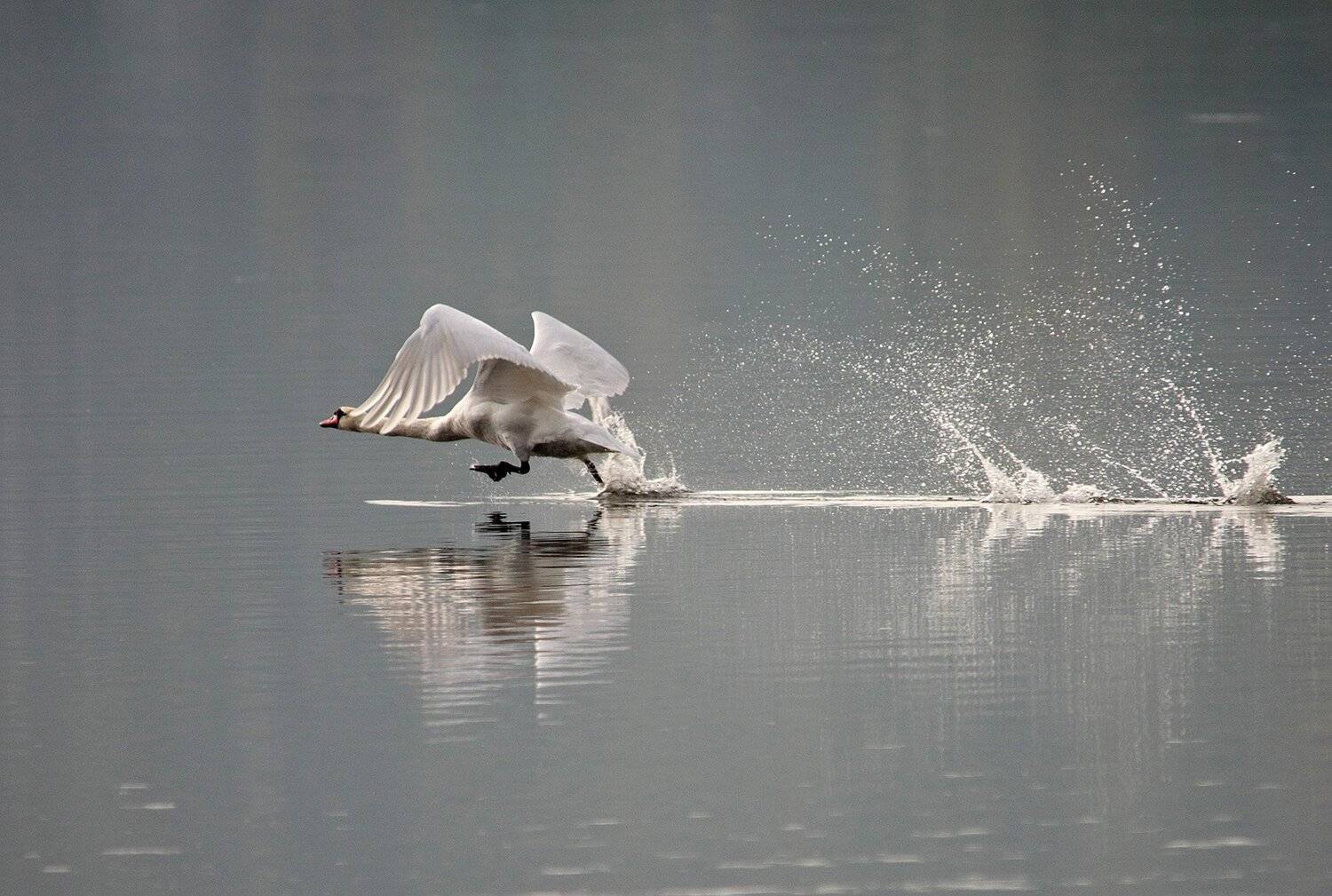 ЛЕБЕДЬ ШИПУН  озеро, Шангареев Марс