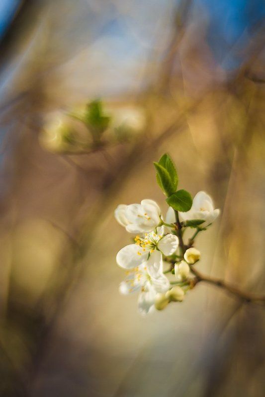 Helios фото превью