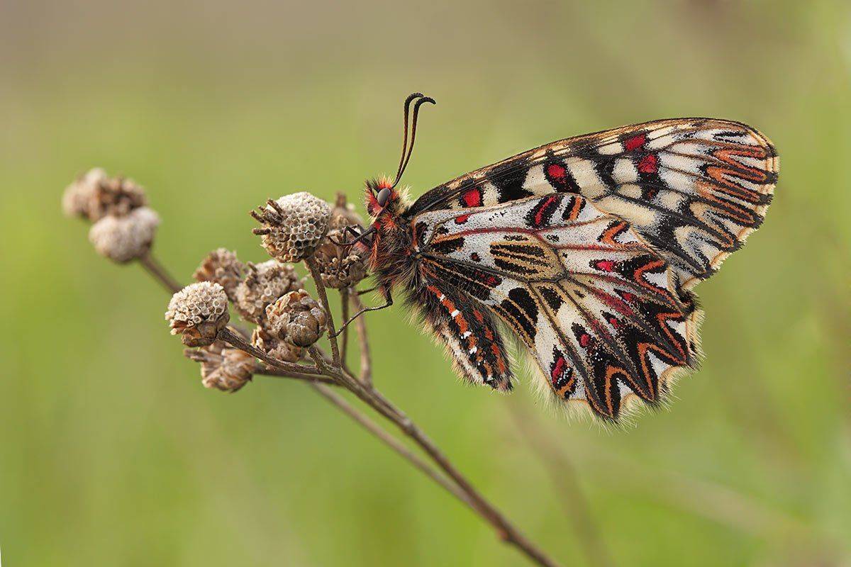 Бабочка, Поликсена, Роман Рысь