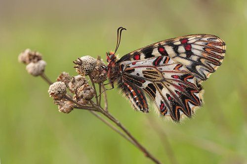 Поликсена (Zerynthia polyxena)