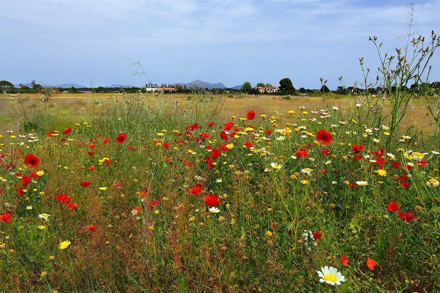 , Игорь Дубровский