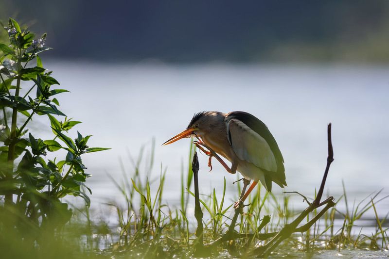 Little Bittern фото превью