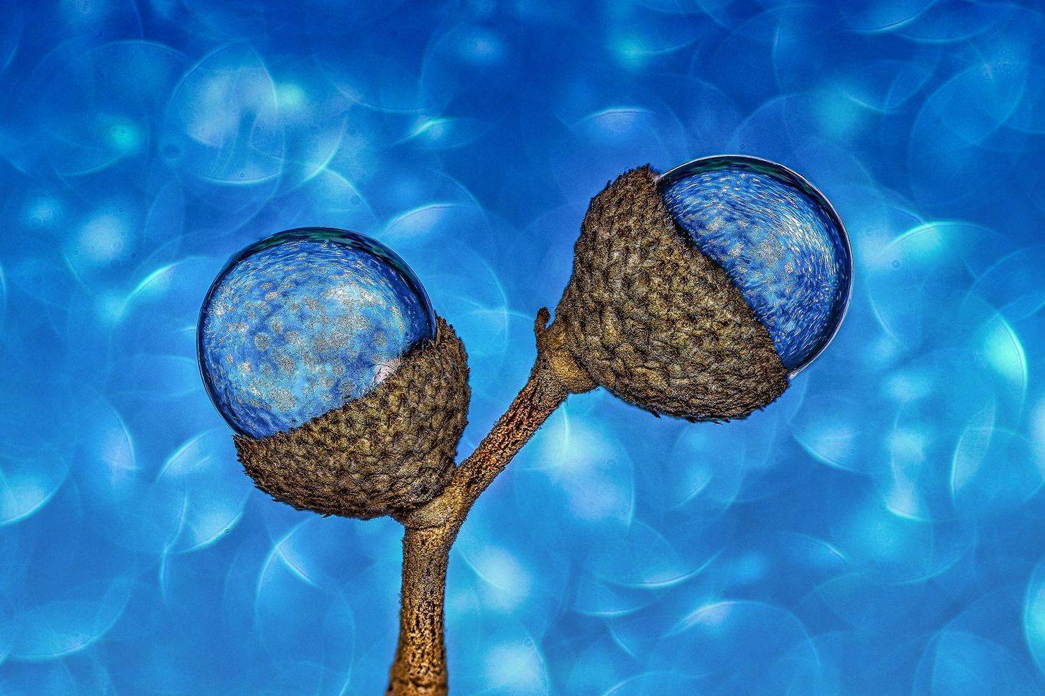 water, drops, macro, colores, plant, Ant&oacute;nio Manuel de Pereira