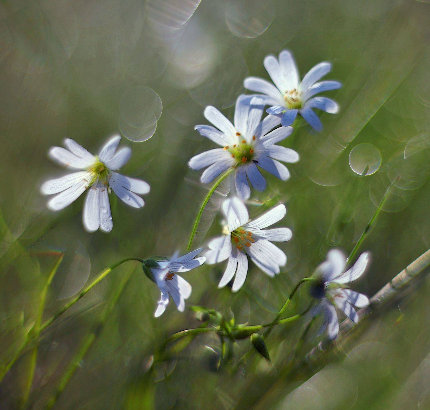 лето , цветы, Александр Свистков