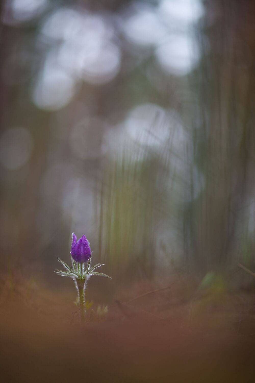 , Викулов Николай