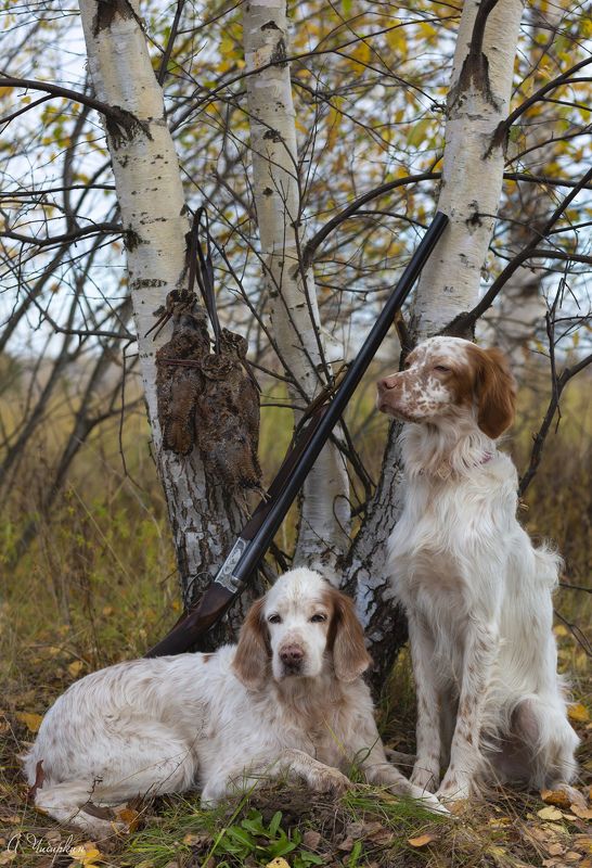 английский_сеттер, портрет, охота Удачная охота. Английские сеттера, портрет после удачной охоты. фото превью