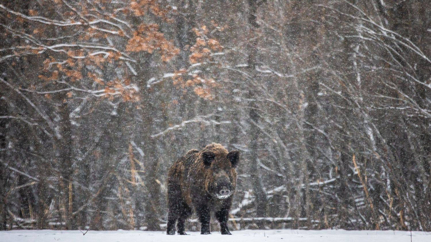 , Веревченко Михаил