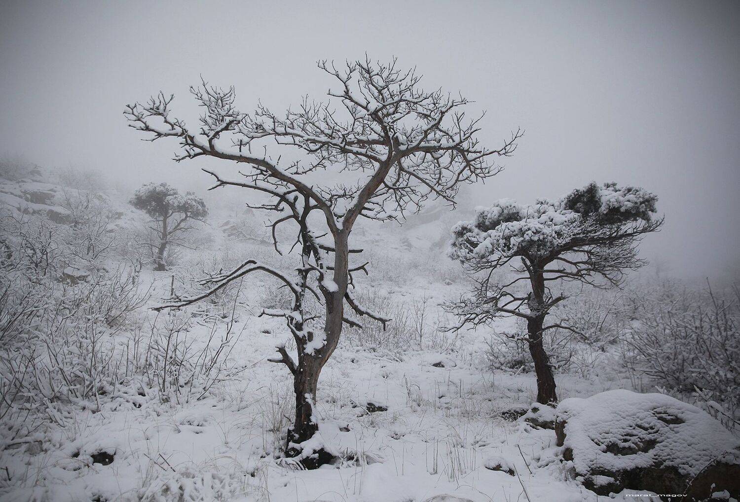 горы,зима,деревья,снег,туман,, Magov Marat