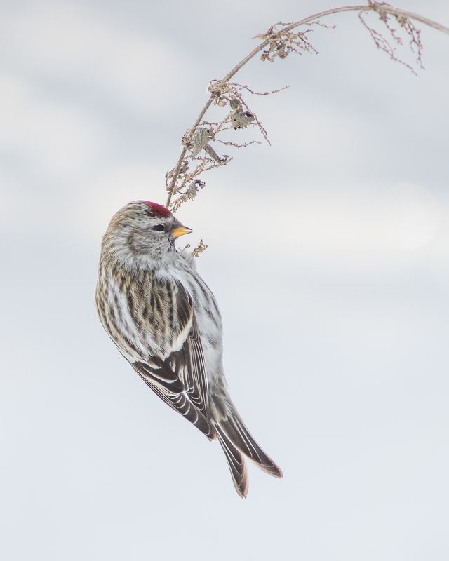 чечётка Чечётка фото превью