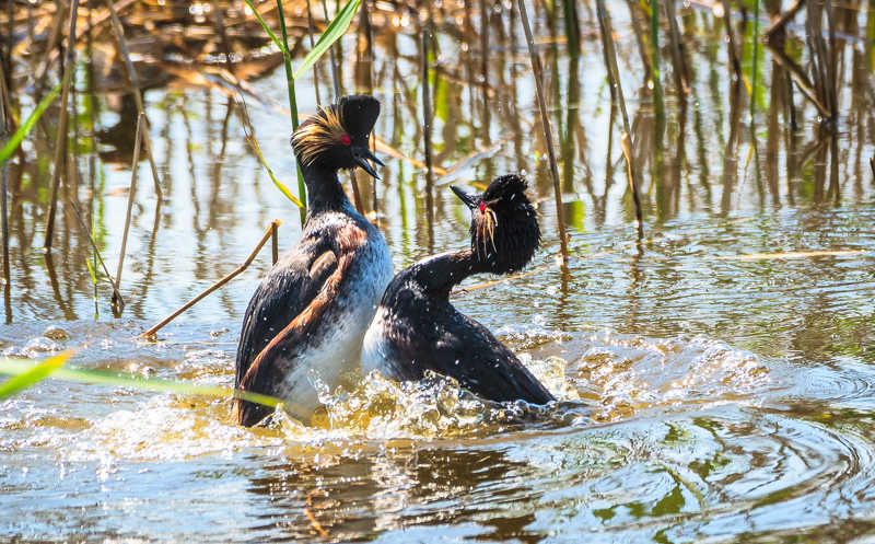 Озеро вода тростник утки Может это любовь? фото превью