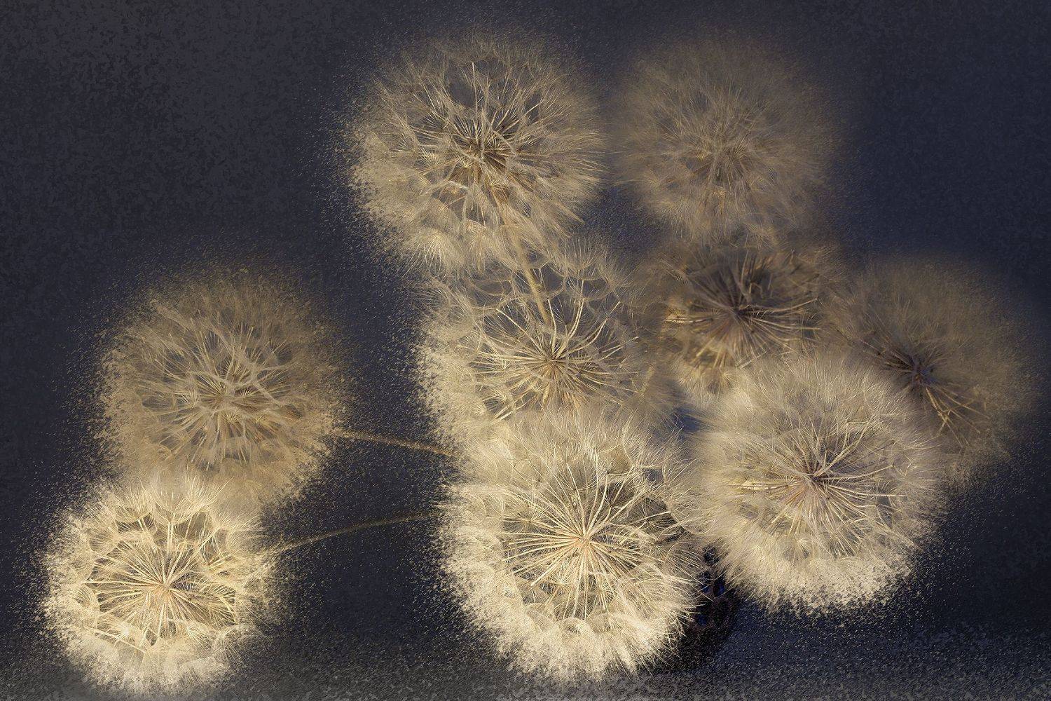 , Ольга Заболотская