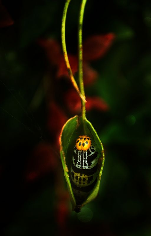 Home Sweet Home фото превью