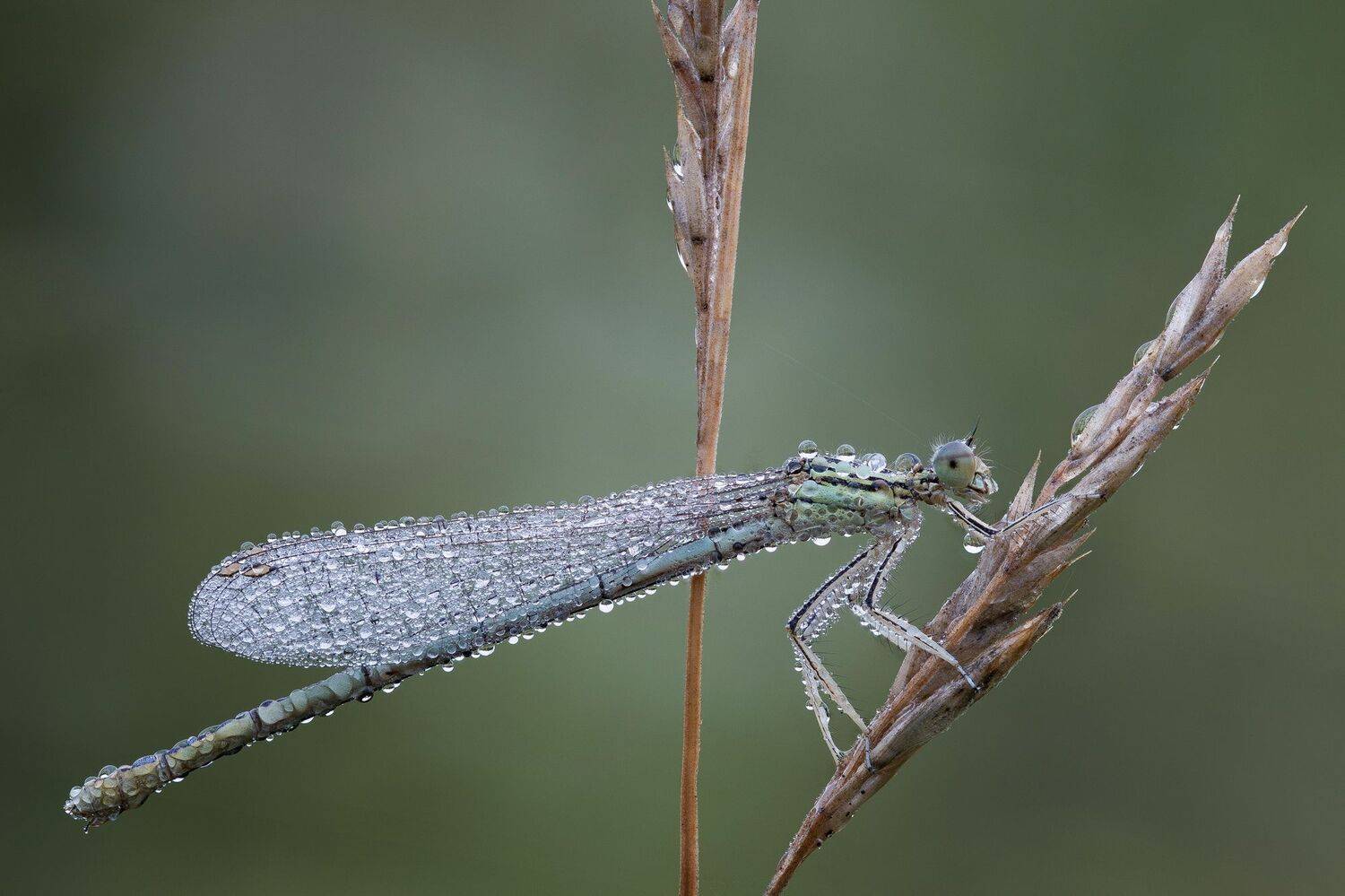 , Кузнецов Дмитрий