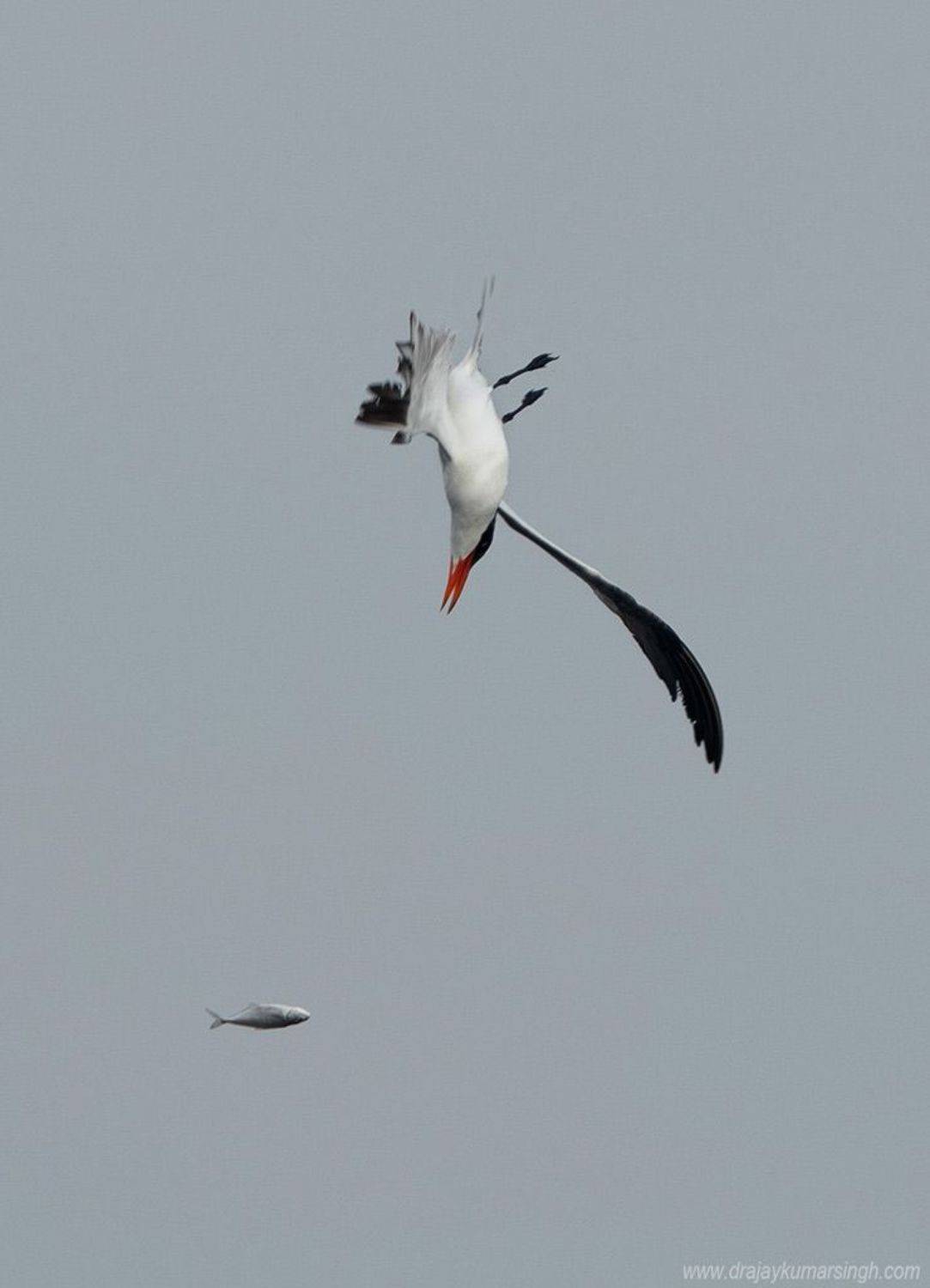 tern fish, Dr Ajay Kumar Singh