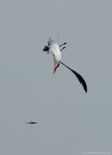 Caspian tern