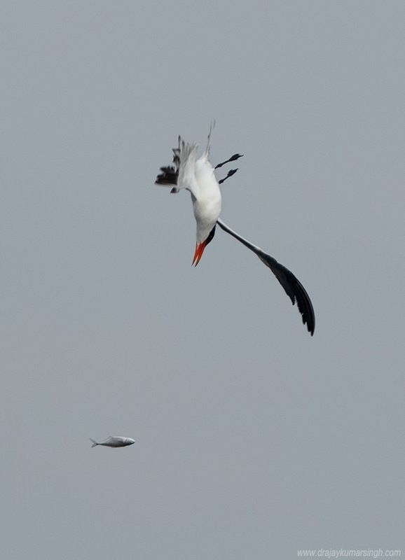 tern fish Caspian tern фото превью