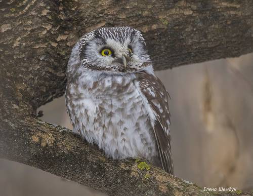 Boreal owl