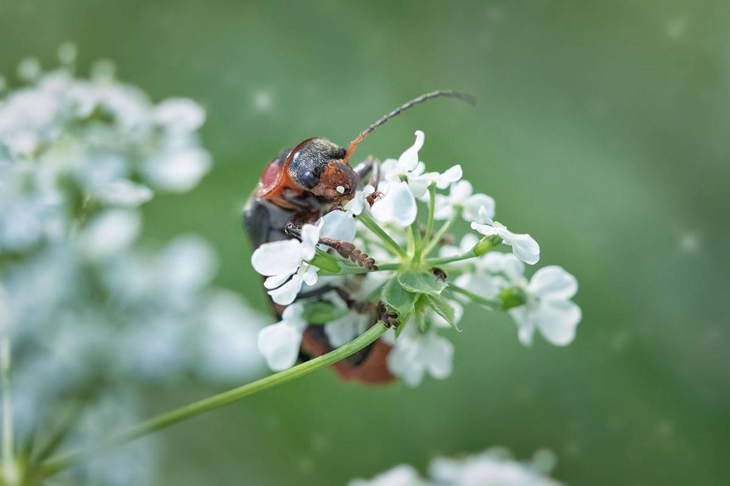 макро, жук пожарник, макрофотография, bug, beetle firefighter, macro, Хилько Марина