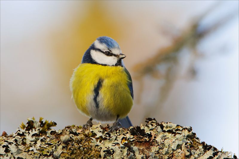 Лазоревка фото превью