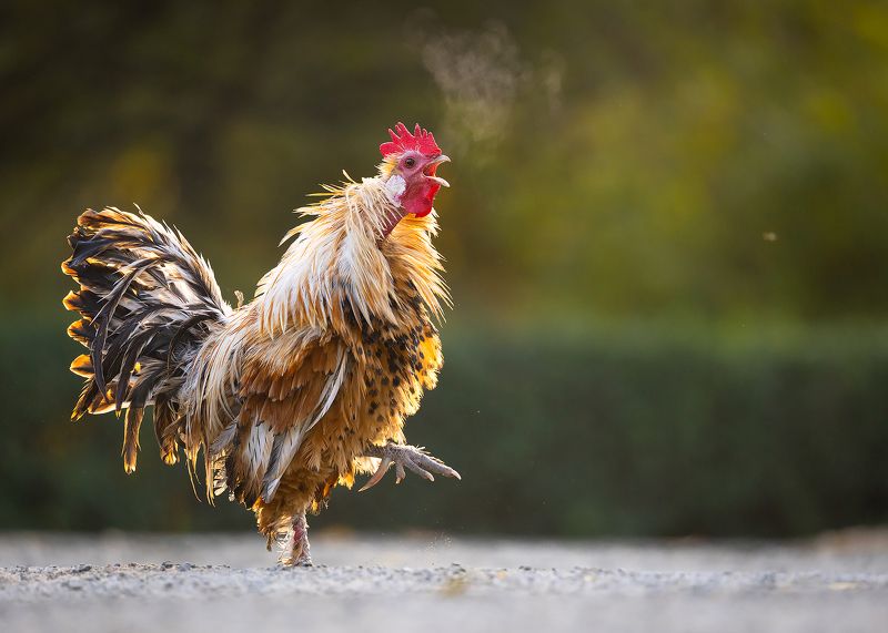 Cock фото превью